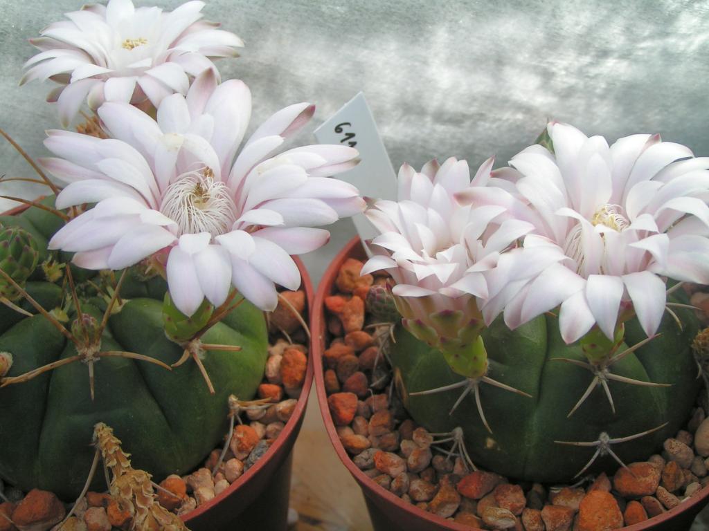 Gymnocalycium eurypleurum